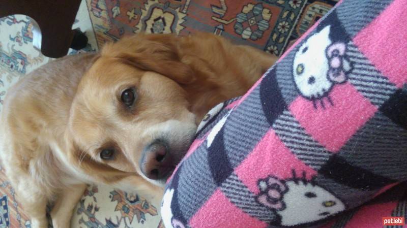 Golden Retriever, Köpek  vega fotoğrafı