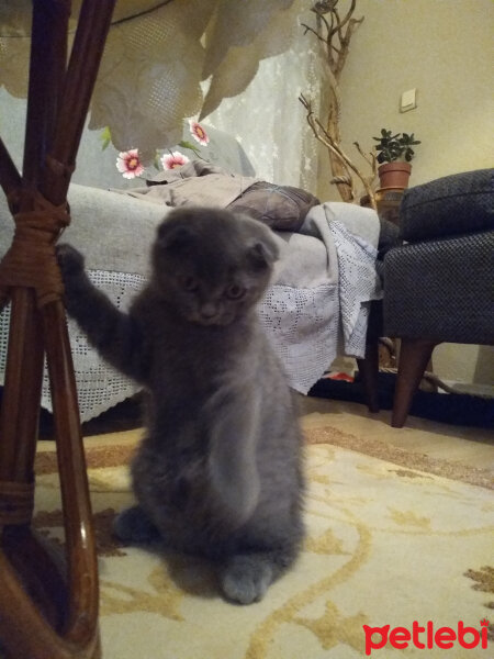 Scottish Fold, Kedi  Minno fotoğrafı