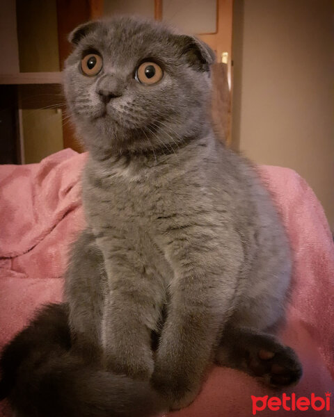 Scottish Fold, Kedi  Minno fotoğrafı