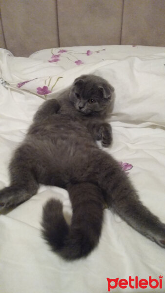 Scottish Fold, Kedi  Minno fotoğrafı