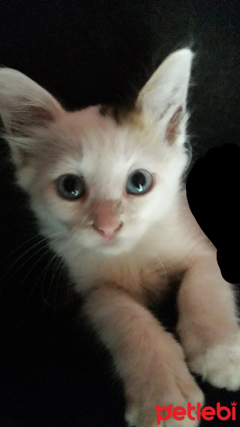 Tekir Kedi, Kedi  Boncuk fotoğrafı