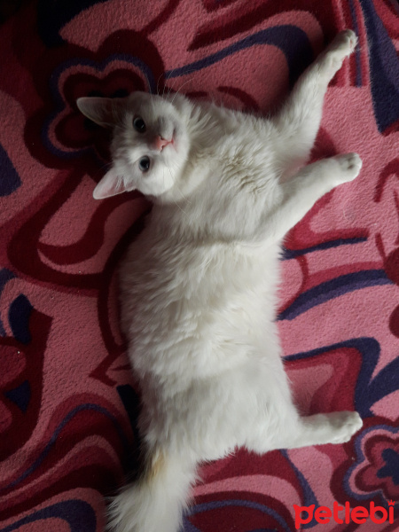 Tekir Kedi, Kedi  Boncuk fotoğrafı
