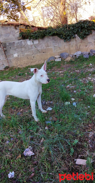 Dogo Arjantin, Köpek  Bela fotoğrafı