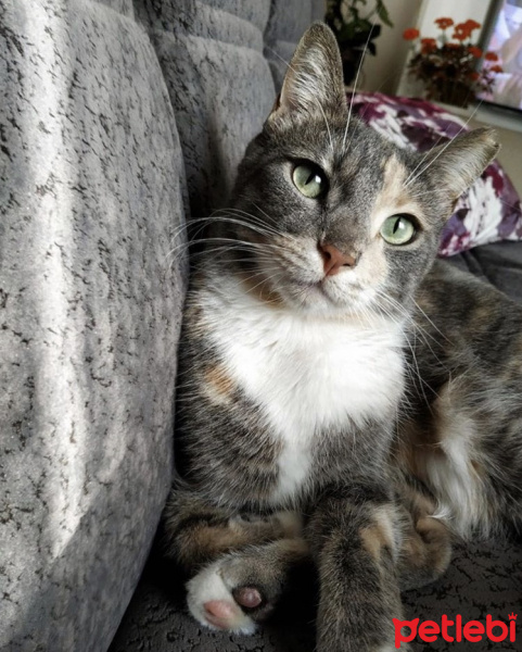 Tekir Kedi, Kedi  Çakıl fotoğrafı