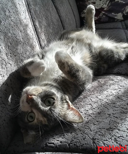 Tekir Kedi, Kedi  Çakıl fotoğrafı
