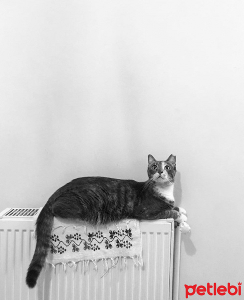 Tekir Kedi, Kedi  Çakıl fotoğrafı