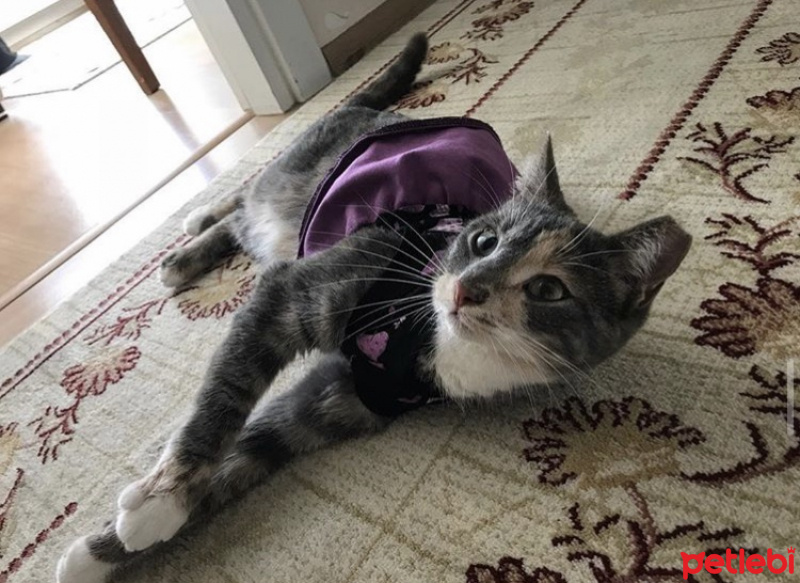 Tekir Kedi, Kedi  Çakıl fotoğrafı