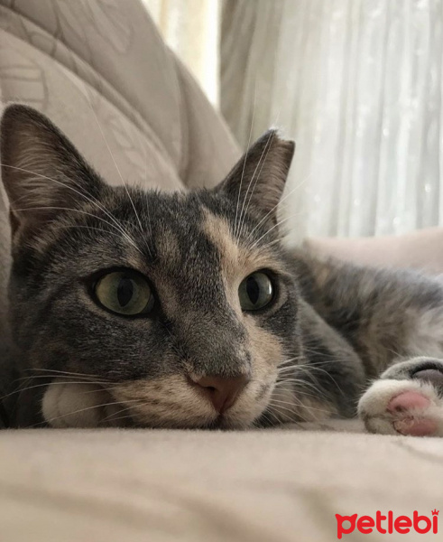 Tekir Kedi, Kedi  Çakıl fotoğrafı