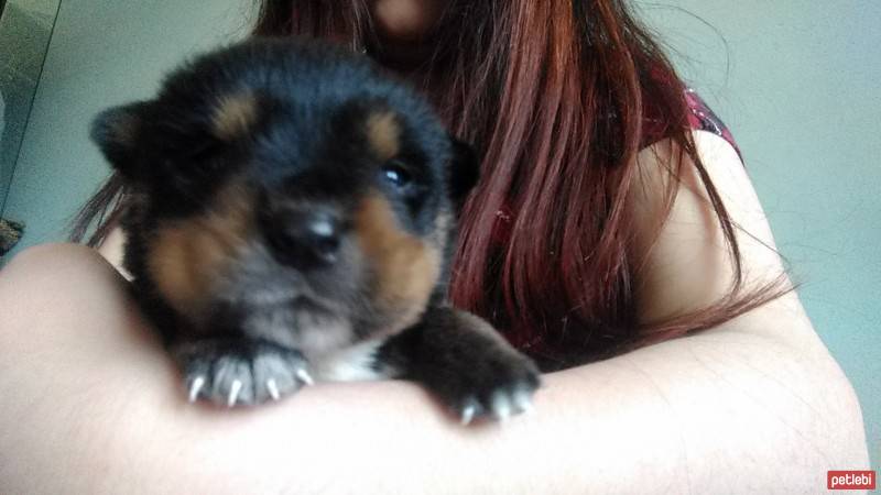 Rottweiler, Köpek  Rüzgar fotoğrafı