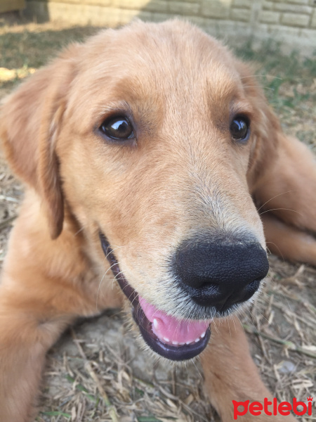 Golden Retriever, Köpek  Mars fotoğrafı