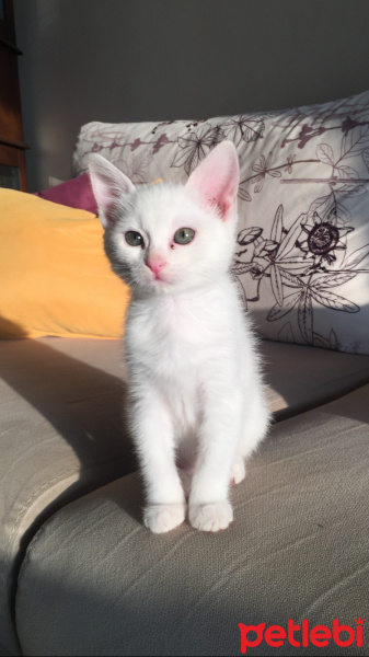 Ankara Kedisi, Kedi  PUDRA fotoğrafı