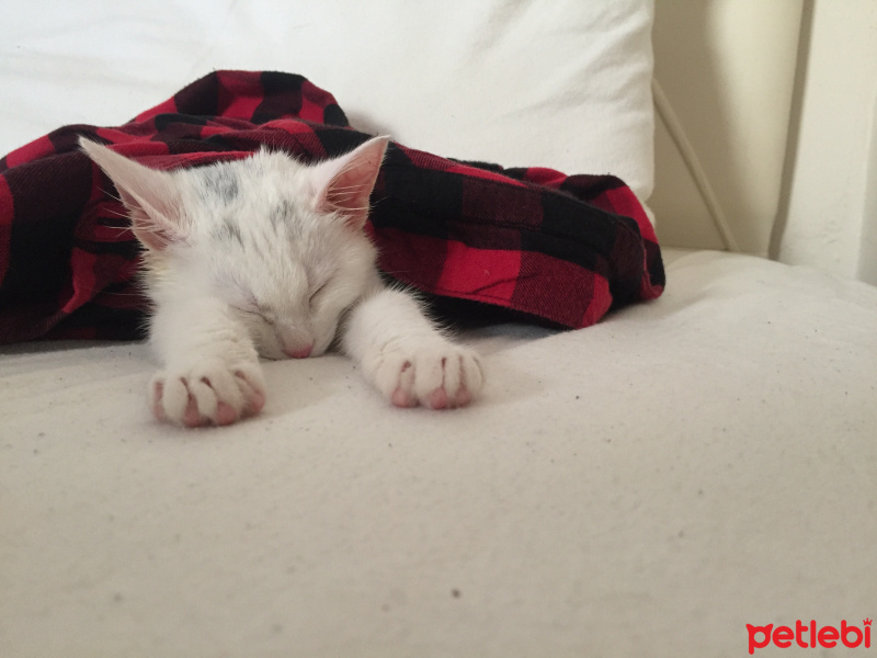 Ankara Kedisi, Kedi  PUDRA fotoğrafı