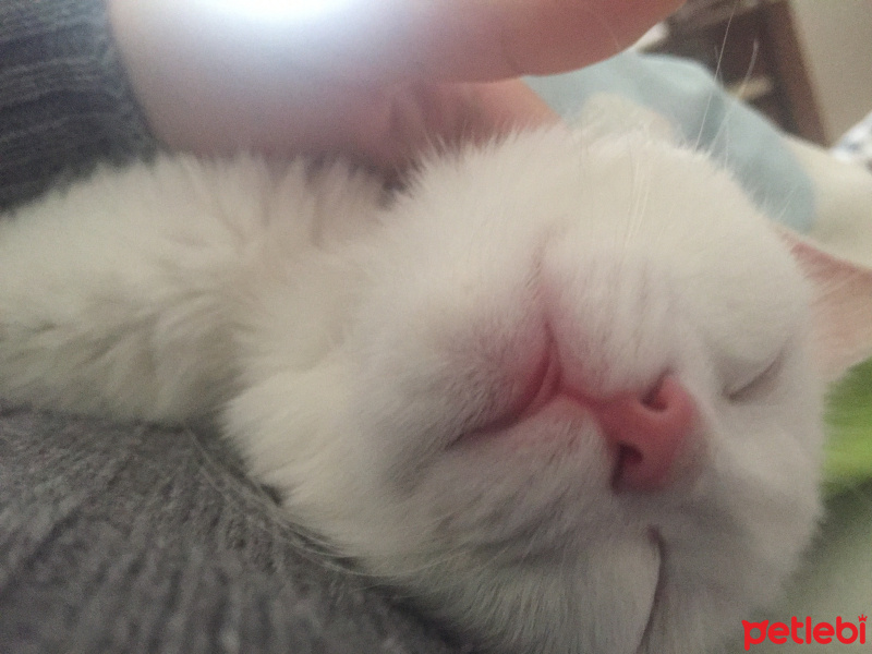 Ankara Kedisi, Kedi  PUDRA fotoğrafı