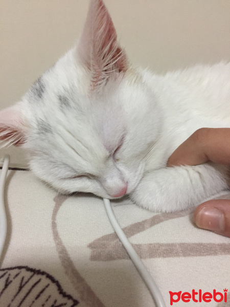 Ankara Kedisi, Kedi  PUDRA fotoğrafı