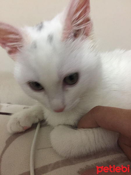 Ankara Kedisi, Kedi  PUDRA fotoğrafı