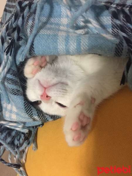 Ankara Kedisi, Kedi  PUDRA fotoğrafı