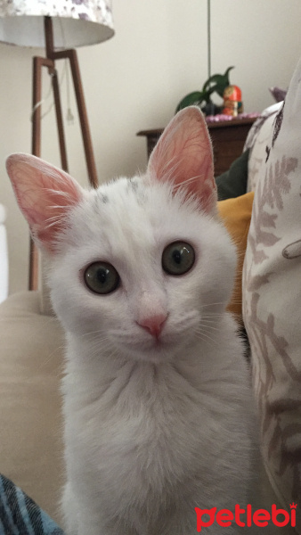 Ankara Kedisi, Kedi  PUDRA fotoğrafı