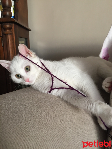 Ankara Kedisi, Kedi  PUDRA fotoğrafı