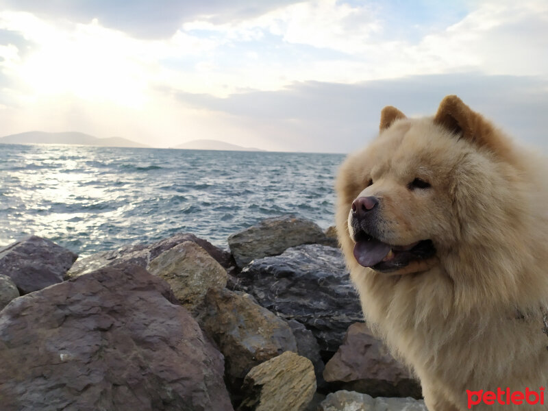 Chow Chow (çin Aslanı), Köpek  Oscar fotoğrafı