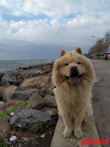 Chow Chow (çin Aslanı), Köpek  Oscar fotoğrafı