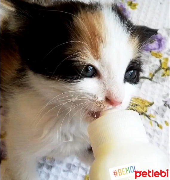 Tekir Kedi, Kedi  BEMOL fotoğrafı