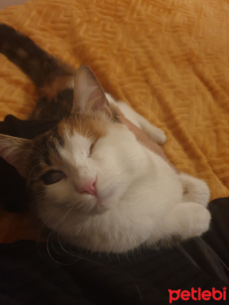 Tekir Kedi, Kedi  Karamel fotoğrafı