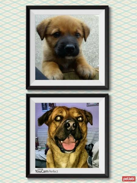 Sokö (Sokak Köpeği), Köpek  Ex fotoğrafı