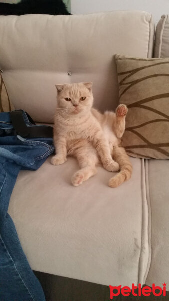 Scottish Fold, Kedi  Mia fotoğrafı