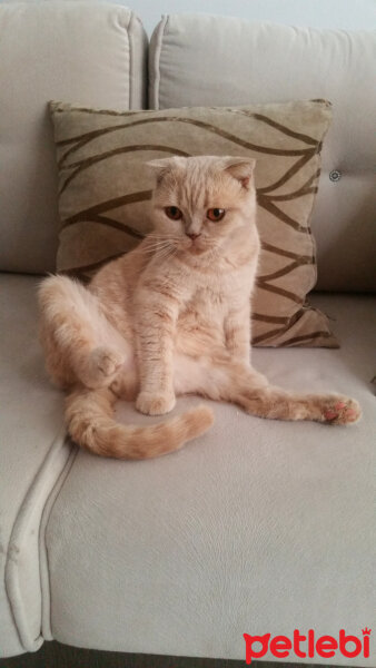 Scottish Fold, Kedi  Mia fotoğrafı