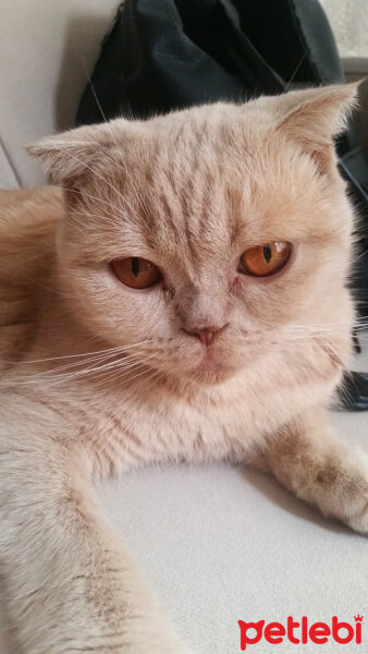 Scottish Fold, Kedi  Mia fotoğrafı