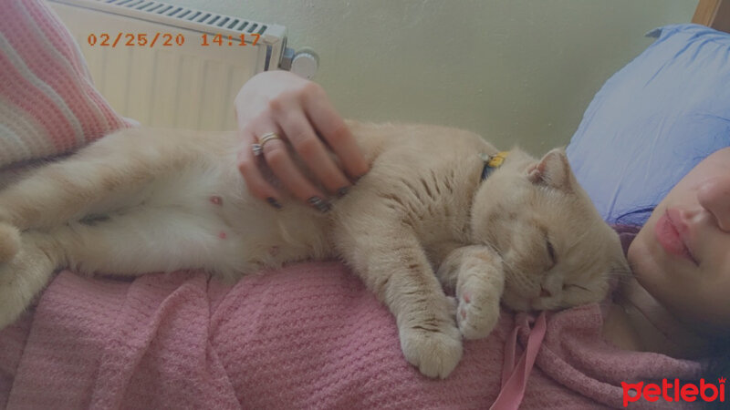 Scottish Fold, Kedi  Mia fotoğrafı