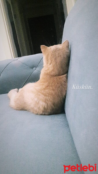 Scottish Fold, Kedi  Mia fotoğrafı