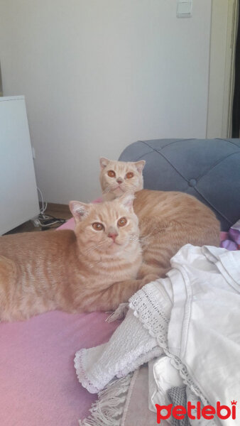 Scottish Fold, Kedi  Mia fotoğrafı