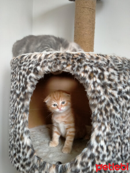 Scottish Fold, Kedi  Mia fotoğrafı