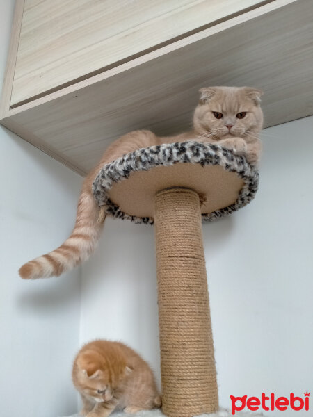 Scottish Fold, Kedi  Mia fotoğrafı