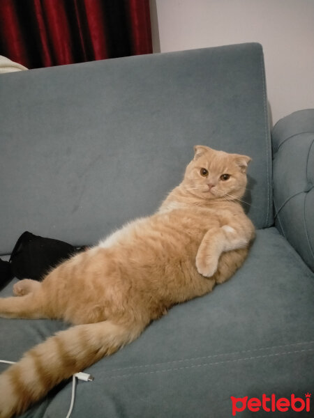 Scottish Fold, Kedi  Mia fotoğrafı