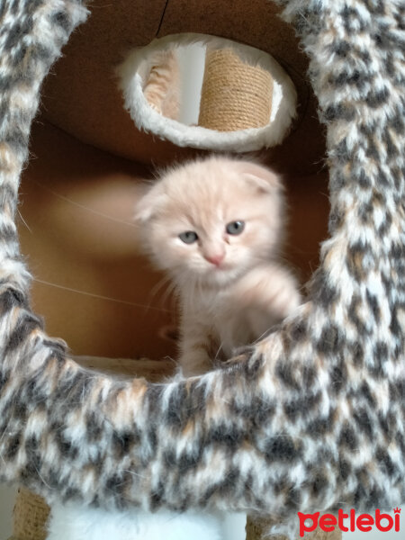 Scottish Fold, Kedi  Mia fotoğrafı