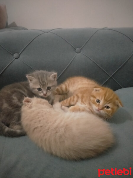 Scottish Fold, Kedi  Mia fotoğrafı