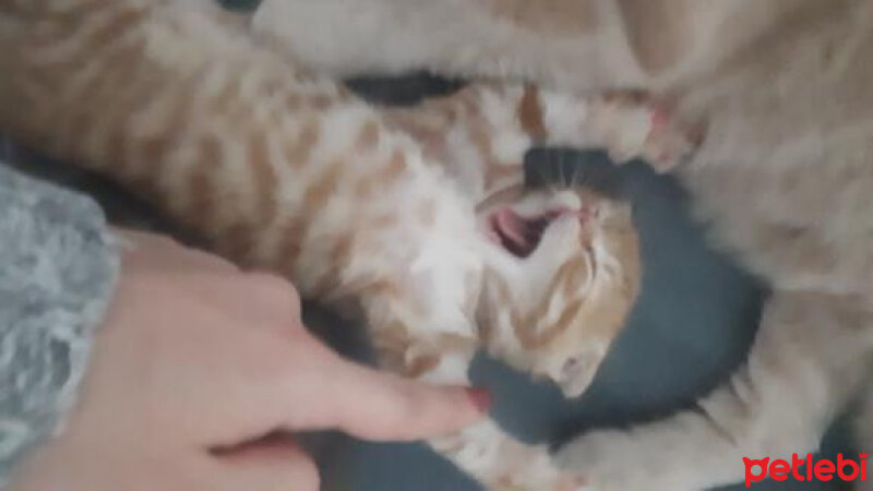 Scottish Fold, Kedi  Mia fotoğrafı