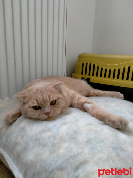 Scottish Fold, Kedi  Mia fotoğrafı