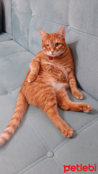 Sarman, Kedi  Kedi fotoğrafı