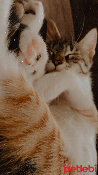 Tekir Kedi, Kedi  Mia fotoğrafı