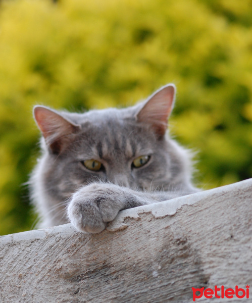 British Shorthair, Kedi  Melty fotoğrafı