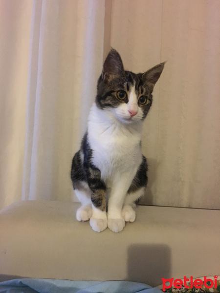 Tekir Kedi, Kedi  Peki fotoğrafı
