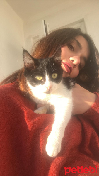 Tekir Kedi, Kedi  şans fotoğrafı