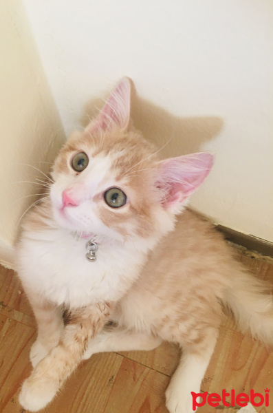 Tekir Kedi, Kedi  Güney fotoğrafı