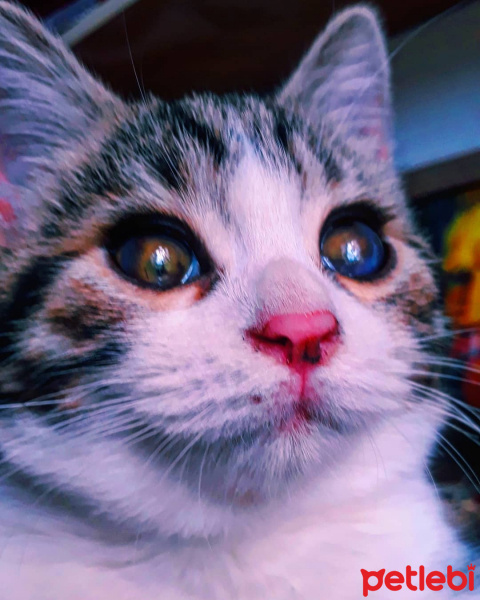 Tekir Kedi, Kedi  Zippo fotoğrafı