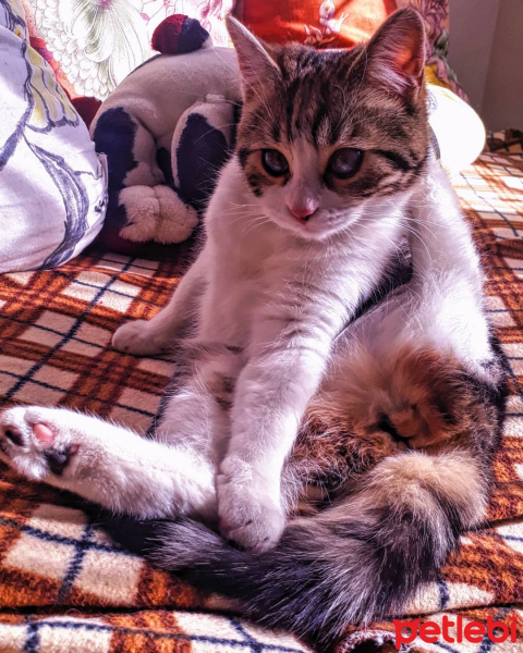 Tekir Kedi, Kedi  Zippo fotoğrafı