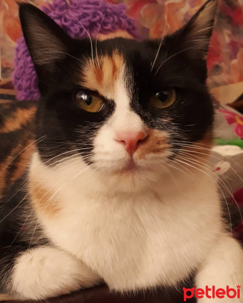 Tekir Kedi, Kedi  Karamel fotoğrafı