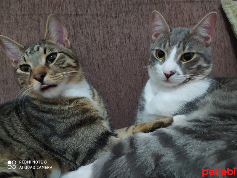 Tekir Kedi, Kedi  Haylaz ve sari fotoğrafı